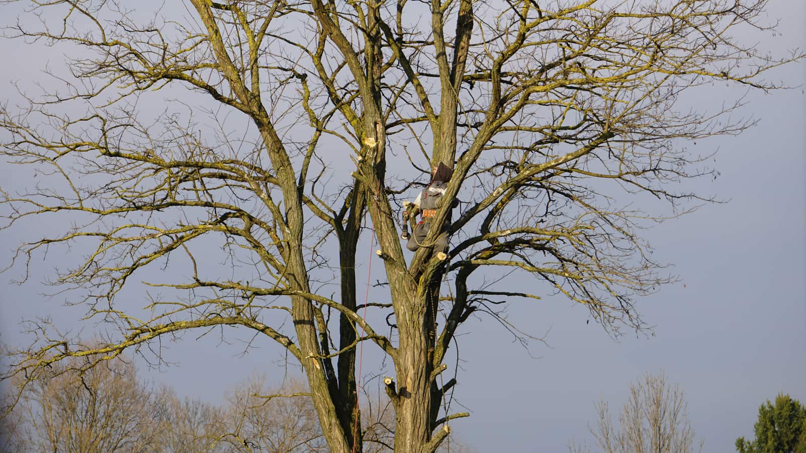Torres Tree Service and Landscaping