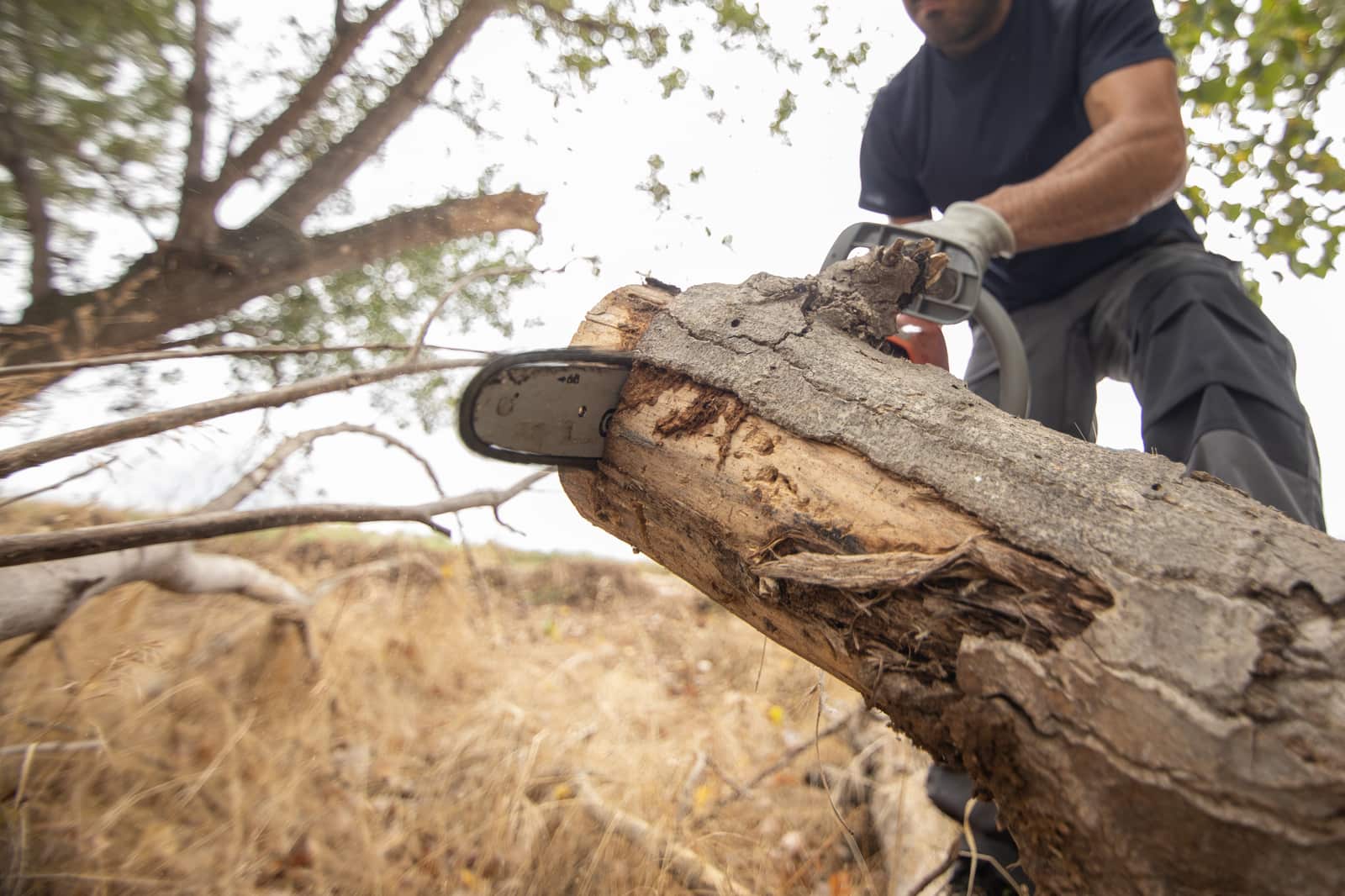 Stump Grinding